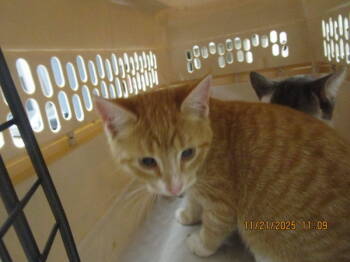 Rescue Domestic Short Hair Cats for Adoption in Marietta, Georgia - Merrygo Round (pent6) | PetCurious