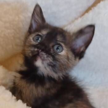 Princess 5 -  Domestic Short Hair Cat for Adoption in Bulverde, Texas - Princess 5 | PetCurious