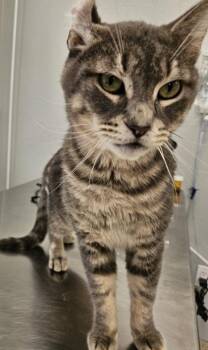 Beefy -  Domestic Short Hair Cat for Adoption in Lafayette, Indiana - Beefy | PetCurious
