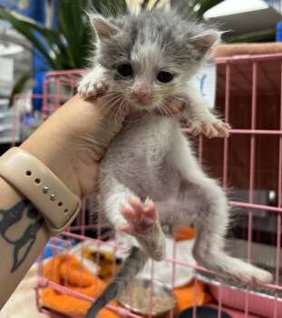 Rescue Domestic Short Hair Cats for Adoption in Chicago, Illinois - Tilly | PetCurious