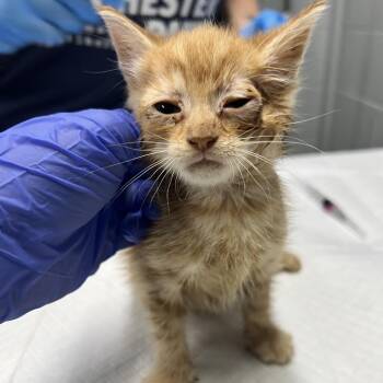 Swiper -  Domestic Short Hair Cat for Adoption in Summerville, South Carolina - Swiper | PetCurious