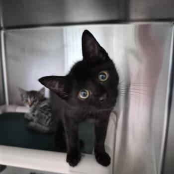 Bon Jovi -  American Shorthair Cat for Adoption in Freeport, Florida - Bon Jovi | PetCurious