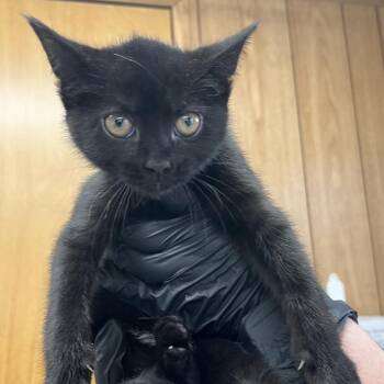 Domestic Short Hair Cats Available for Adoption - Abby The Cow | PetCurious