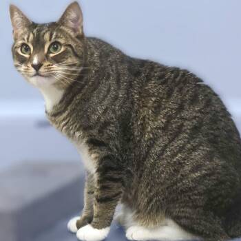 Domestic Short Hair Cats Available for Adoption - Max | PetCurious