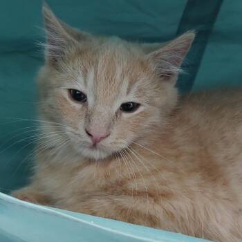 Rescue Domestic Medium Hair Cats for Adoption in Driggs, Idaho - Lemon | PetCurious