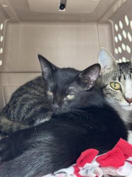 Spade -  Domestic Short Hair Cat for Adoption in Saint Paul, Minnesota - Spade | PetCurious