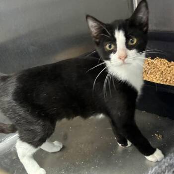 Gedunk -  Domestic Short Hair Cat for Adoption in Carencro, Louisiana - Gedunk | PetCurious