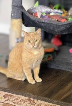 Domestic Short Hair and Tabby Cats Available for Adoption in Pearland, Texas - Druid | PetCurious