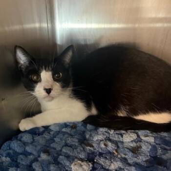 Domestic Short Hair Cats Available for Adoption in Antioch, California - Razzmatazz | PetCurious