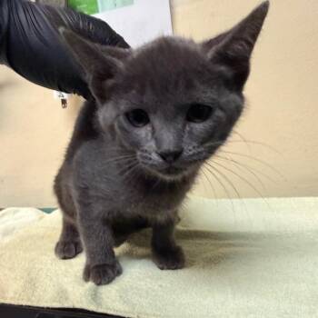 McNugget -  Domestic Short Hair Cat for Adoption in Pasadena, California - McNugget | PetCurious