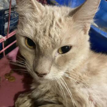 Buff -  Domestic Short Hair Cat for Adoption in Dickinson, Texas - Buff | PetCurious