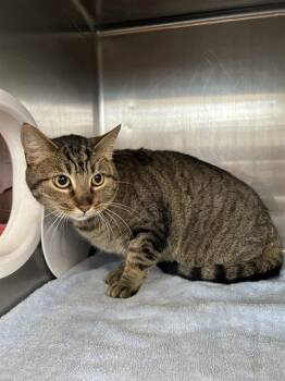 Domestic Short Hair Cats Available for Adoption - SPRINGROLL | PetCurious