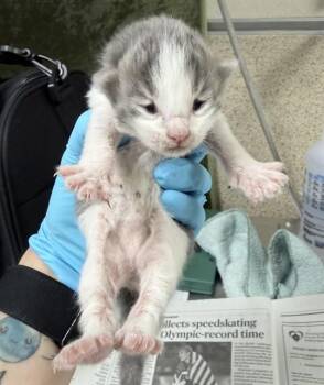 Domestic Short Hair Cats Available for Adoption in Riverside, California - A1906891 | PetCurious