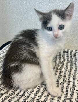 COTTONELLE -  Domestic Short Hair Cat for Adoption in Sarasota, Florida - COTTONELLE | PetCurious
