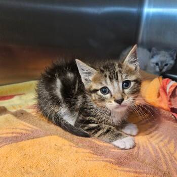 Oscar -  Domestic Short Hair Cat for Adoption in Idaho Falls, Idaho - Oscar | PetCurious