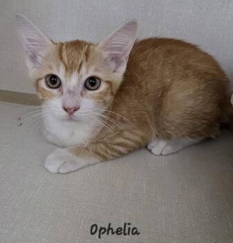 Ophelia -  Domestic Short Hair Cat for Adoption in Key Largo, Florida - Ophelia | PetCurious