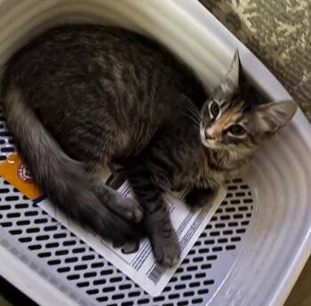 Mary Jane -  Domestic Short Hair Cat for Adoption in Little Rock, Arkansas - Mary Jane | PetCurious