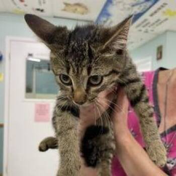 Krystal -  Domestic Short Hair Cat for Adoption in Marble, North Carolina - Krystal | PetCurious