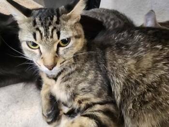Lady $50 -  Domestic Medium Hair and Domestic Short Hair Cat for Adoption in Seneca, South Carolina - Lady $50 | PetCurious