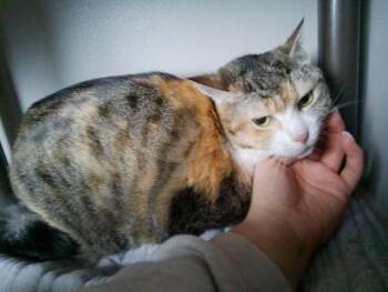 Domestic Short Hair Cats Available for Adoption in Kalamazoo, Michigan - NEWME | PetCurious