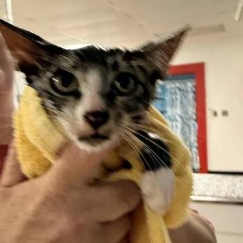 Nimbus-C -  Domestic Short Hair Cat for Adoption in East St. Louis, Illinois - Nimbus-C | PetCurious