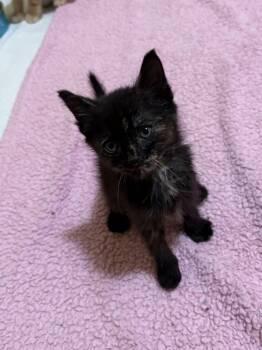 Glinda -  Tortoiseshell Cat for Adoption in Big Rapids, Michigan - Glinda | PetCurious