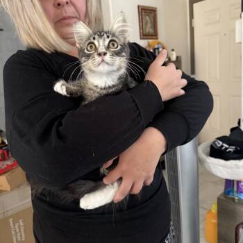 Ohio -  Tabby Cat for Adoption in Las Vegas, Nevada - Ohio | PetCurious