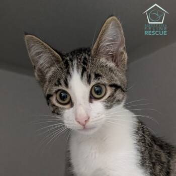 Rescue Domestic Short Hair Cats for Adoption in Seattle, Washington - Benny | PetCurious
