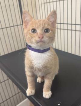 Hudson -  Domestic Short Hair Cat for Adoption in Plymouth, Connecticut - Hudson | PetCurious