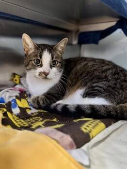 Milo -  Domestic Short Hair Cat for Adoption in Midland, Michigan - Milo | PetCurious