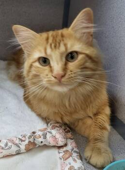 Blondie -  Domestic Medium Hair Cat for Adoption in Canon City, Colorado - Blondie | PetCurious