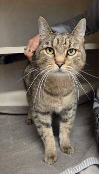 Rescue Domestic Short Hair Cats for Adoption in Elmsford, New York - Layla | PetCurious