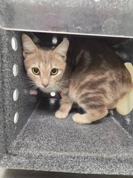 Domestic Short Hair Cats Available for Adoption in Athens, Tennessee - Alley | PetCurious