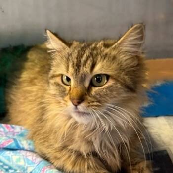 Rescue Maine Coon Cats for Adoption in Merrifield, Virginia - Ambrosia NRAR | PetCurious