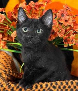 4/3/26 Dopey -  Domestic Short Hair Cat for Adoption in Stillwater, Oklahoma - 4/3/26 Dopey | PetCurious
