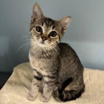 Carmen -  Domestic Short Hair Cat for Adoption in Chattanooga, Tennessee - Carmen | PetCurious