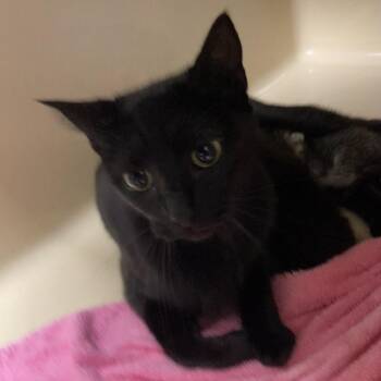 Oatmeal -  Domestic Short Hair Cat for Adoption in Blue Ridge, Georgia - Oatmeal | PetCurious