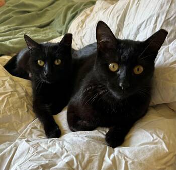Domestic Short Hair Cats Available for Adoption in Berwyn Heights, Maryland - Greta & Garbo | PetCurious