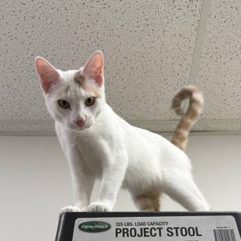Creamsicle -  American Shorthair Cat for Adoption in Overland Park, Kansas - Creamsicle | PetCurious