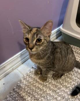 Domestic Short Hair and Torbie Cats Available for Adoption in Walled Lake, Michigan - Kelley | PetCurious