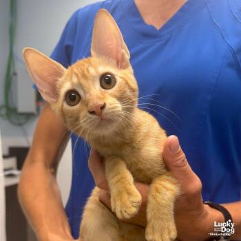 Goblin -  Domestic Short Hair Cat for Adoption in Washington, District Of Columbia - Goblin | PetCurious