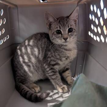 Wonder -  Domestic Short Hair Cat for Adoption in Lynchburg, Virginia - Wonder | PetCurious