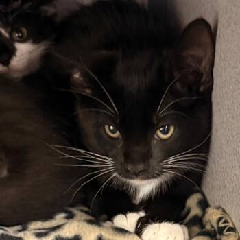 Taipan -  Domestic Short Hair Cat for Adoption in Evansville, Indiana - Taipan | PetCurious