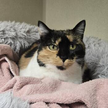 Lois -  Domestic Short Hair Cat for Adoption in Colorado Springs, Colorado - Lois | PetCurious