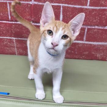Cornbread -  Domestic Short Hair Cat for Adoption in Laredo, Texas - Cornbread | PetCurious