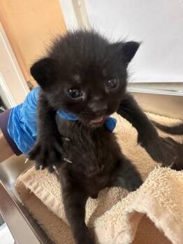 Erie -  Domestic Short Hair Cat for Adoption in Roseville, California - Erie | PetCurious