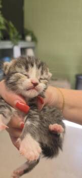 Penny -  Domestic Short Hair Cat for Adoption in Burnsville, North Carolina - Penny | PetCurious