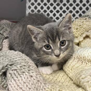 Loop -  Domestic Short Hair Cat for Adoption in Binghamton, New York - Loop | PetCurious