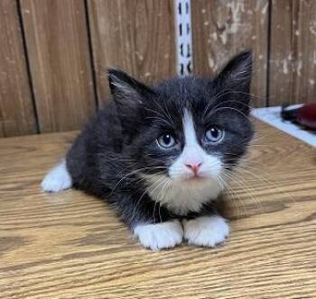 Kitten 27771 (Webster) -  Tuxedo Cat for Adoption in Parlier, California - Kitten 27771 (Webster) | PetCurious
