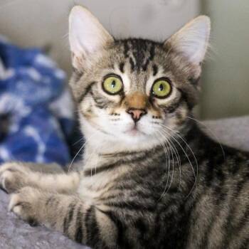 Marco -  Domestic Medium Hair Cat for Adoption in Orlando, Florida - Marco | PetCurious